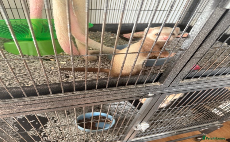 Ferret rodents for sale - Advert 1