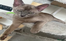 Burmese cats for sale: Burmese kittens for sale in Doncaster - Image 5