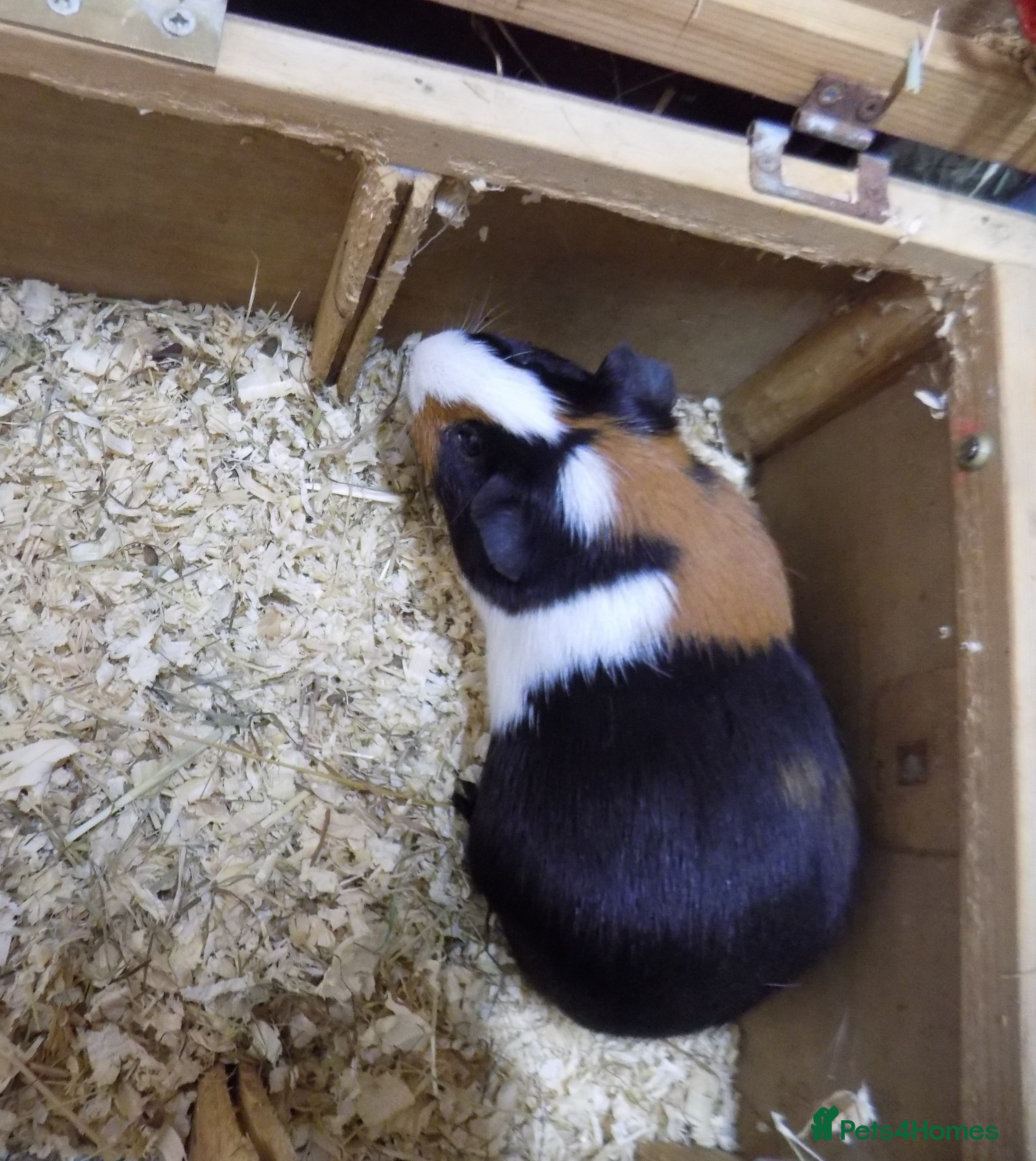 Guinea Pig rodents Guinea pigs in Swindon - Advert 1