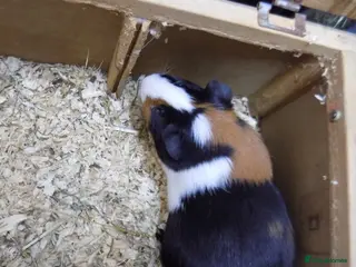 Guinea Pig rodents Guinea pigs in Swindon - Advert 1