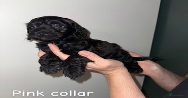 Cockapoo dogs - Advert 14
