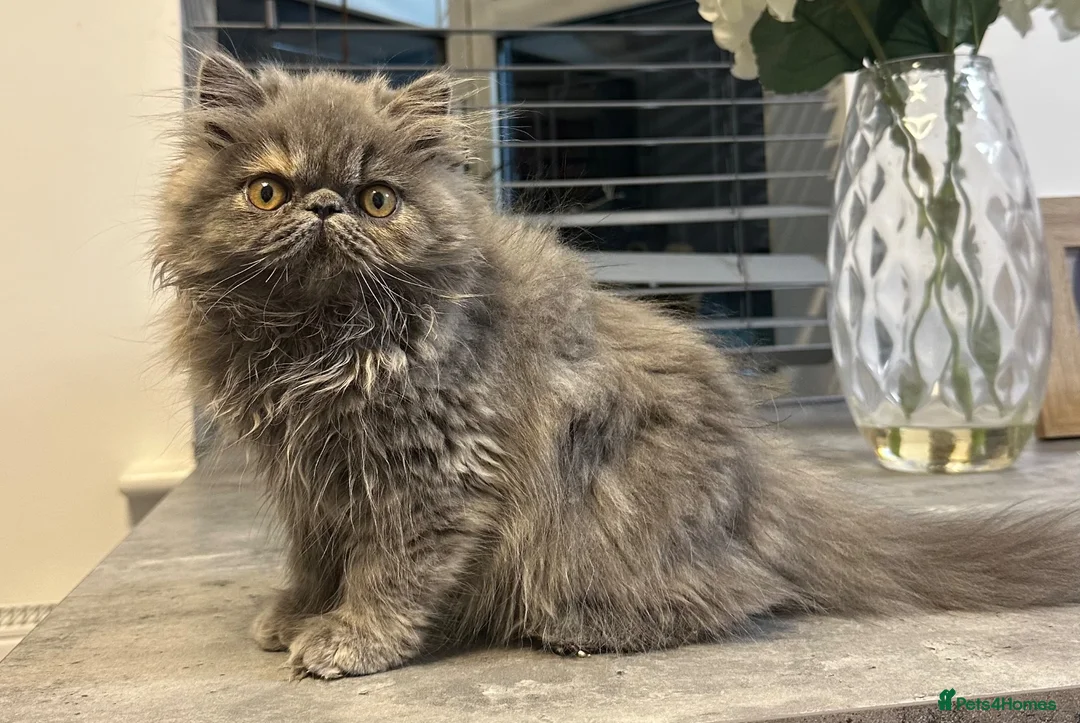 Persian cats for sale: Beautiful Persian Girl  - Advert 2