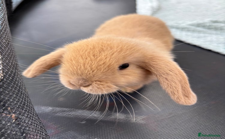 Mini Lop rabbits - Advert 3