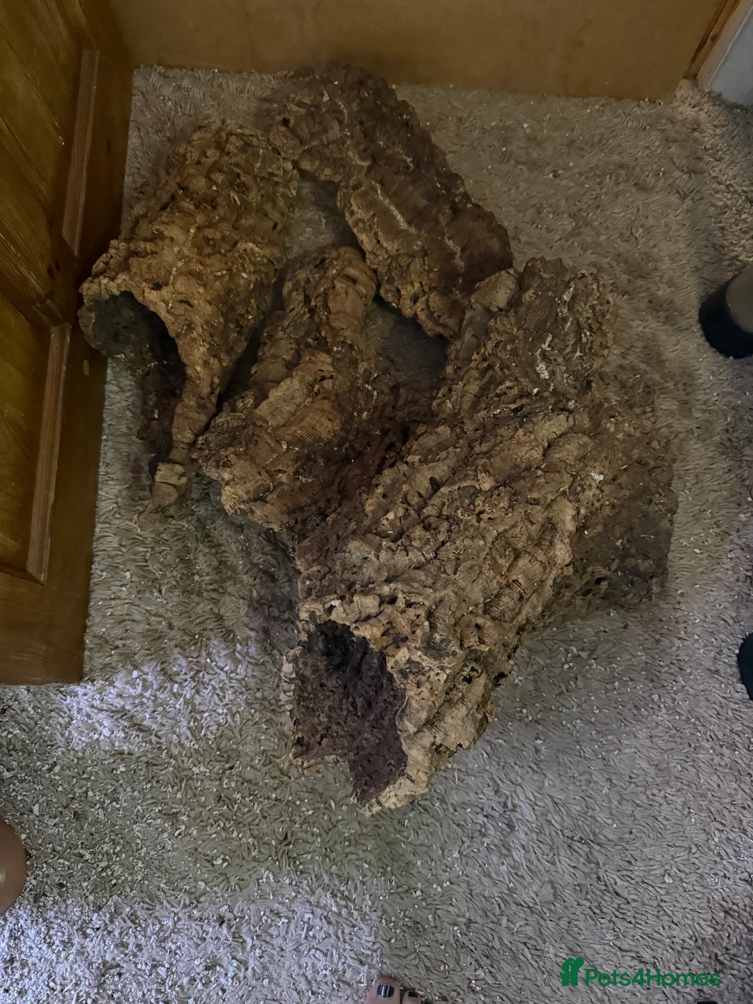 Sugar Glider rodents for sale: 3 female sugar gliders and set up - Advert 36