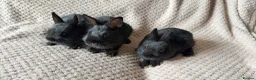 Netherland Dwarf rabbits for sale: Dwarf Rabbits - Advert 1