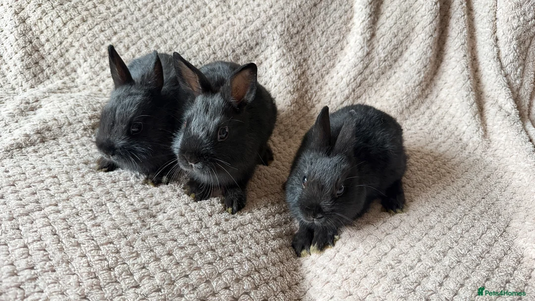 Netherland Dwarf rabbits for sale: Dwarf Rabbits - Advert 1