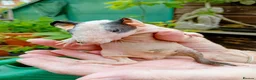 Guinea Pig rodents for sale: Baby skinny pigs - Advert 4