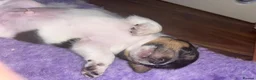 Jack Russell dogs for sale: Miniature Jack Russell puppies - blue carriers - Advert 22