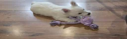 West Highland Terrier dogs for sale: WEST HIGHLAND PUPPIES AVAILABLE TODAY in Littleborough - Advert 4