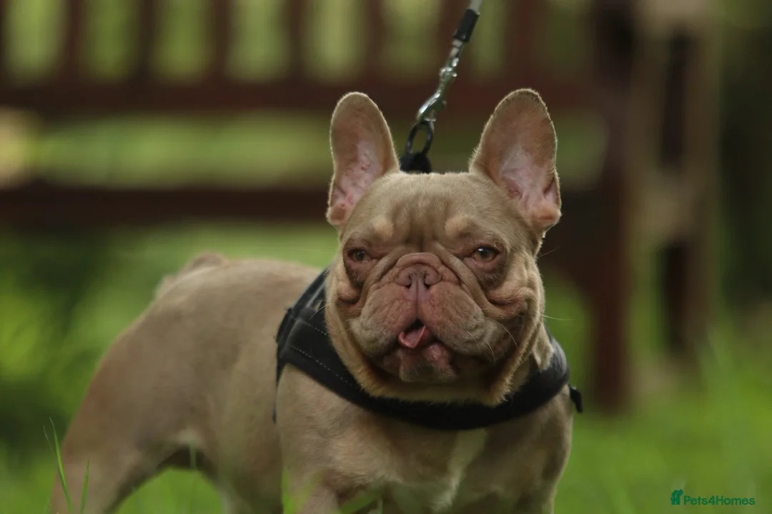 Frug dogs for sale:  Stunning Frug puppies  - Advert 2