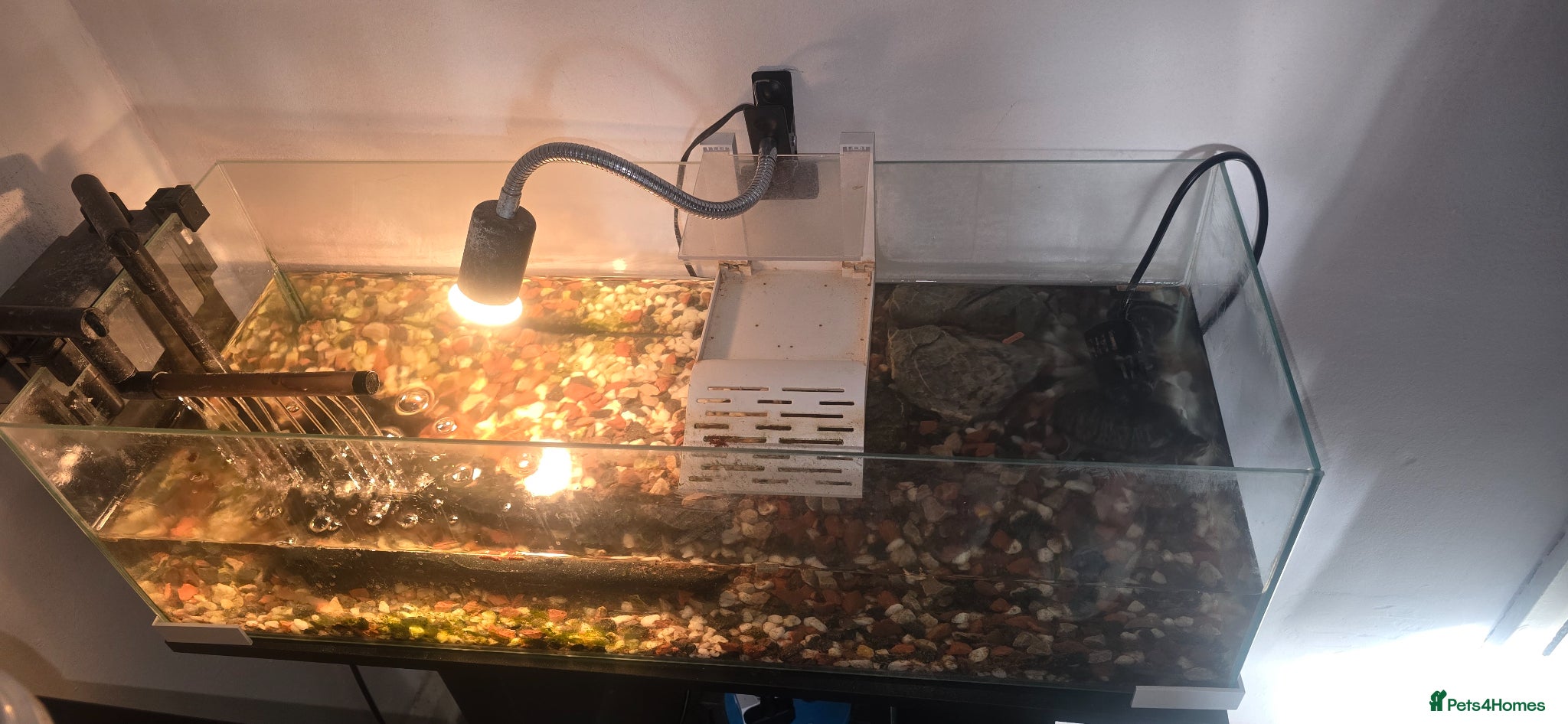 Turtle reptiles Musk turtle with full set up - Advert 2