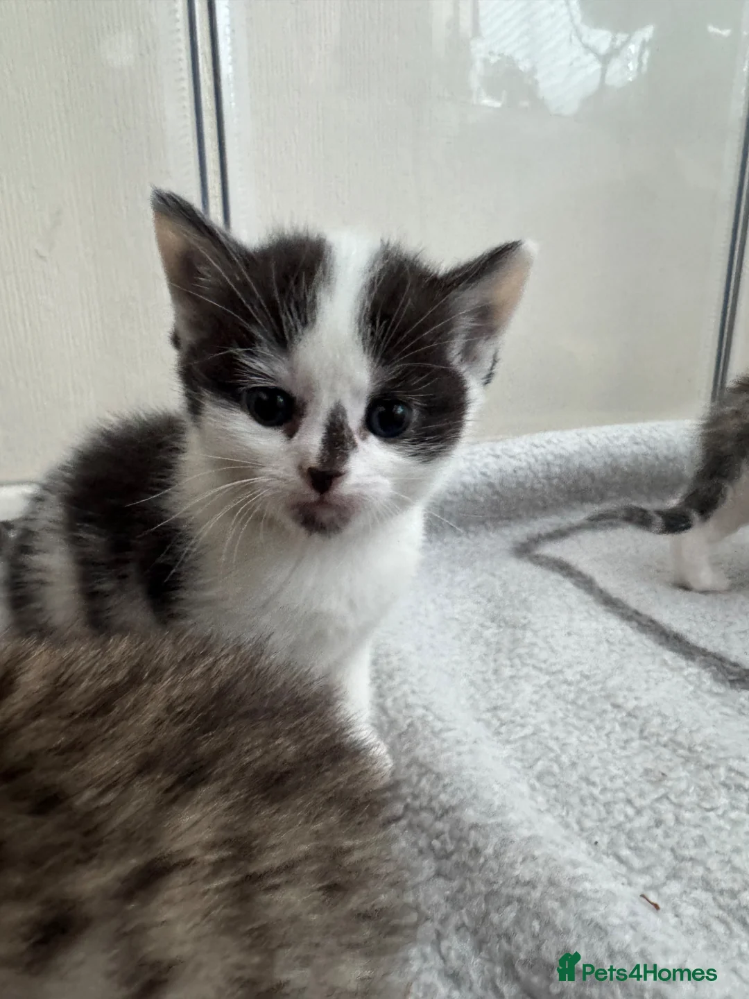 British Shorthair cats for sale: British Shorthair kittens - Advert 13