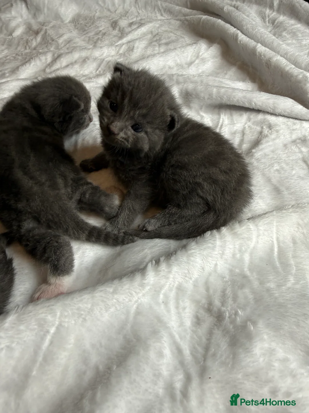 British Shorthair cats for sale: Our British Shorthair Grey Kittens  - Advert 7