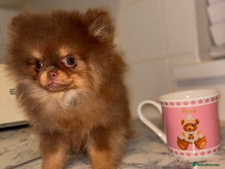 Pomeranian dogs Miniature Female ** Pomeranian ‼️💗 - Advert 1