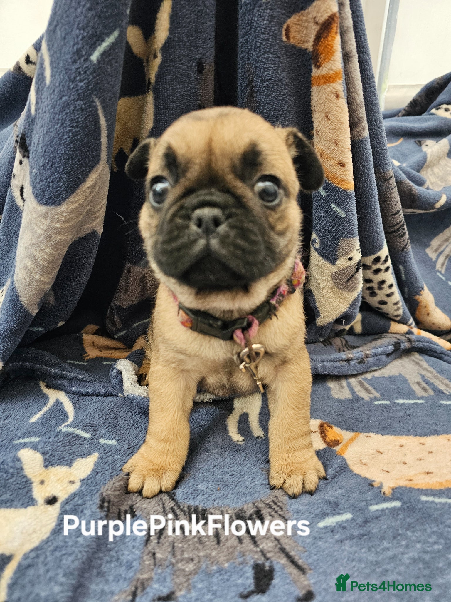 Frug dogs FRUG puppies looking for loving, forever homes now - Advert 2
