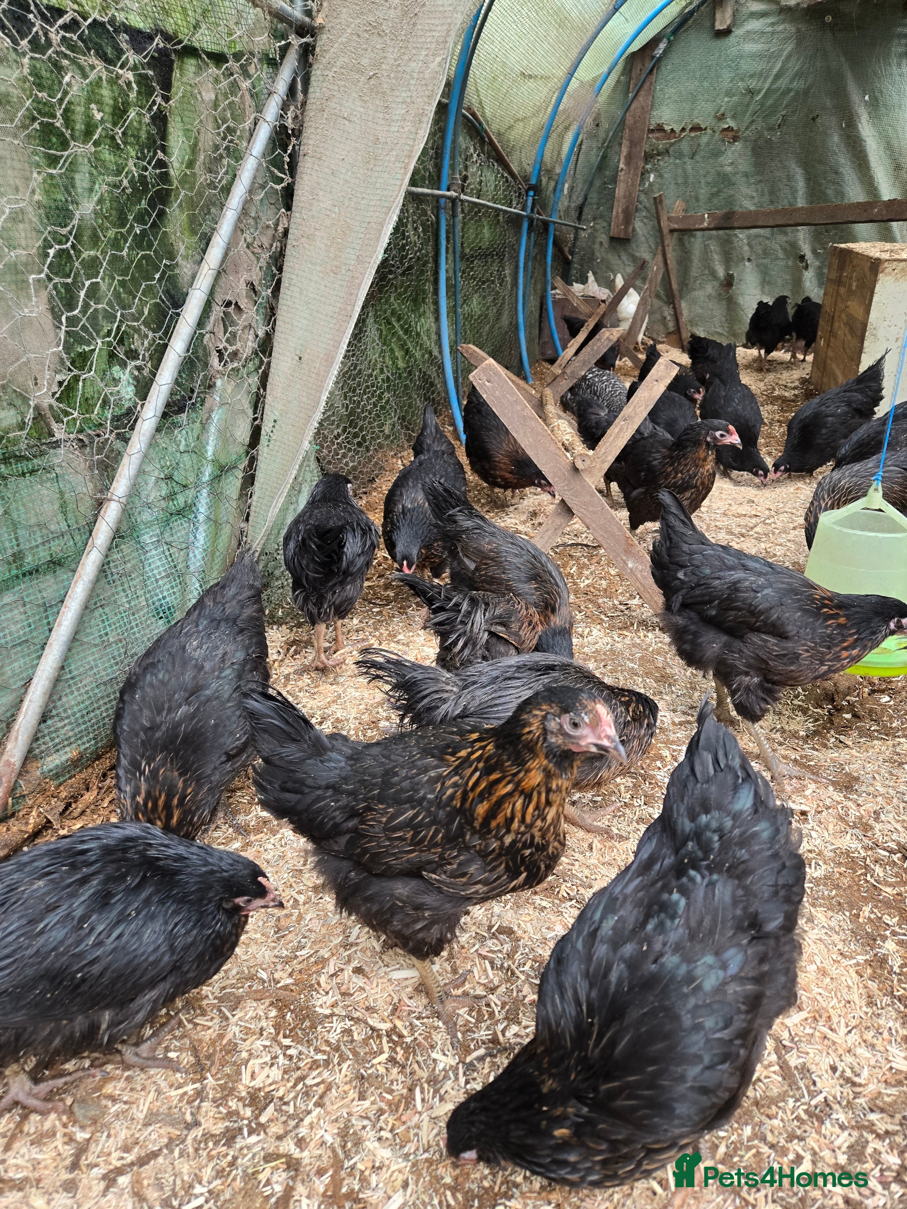 Chickens poultry Blackrocks chickens  - Advert 21