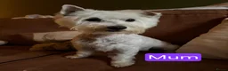 West Highland Terrier dogs for sale: 4 Gorgeous Westie puppies for sale  - Advert 2