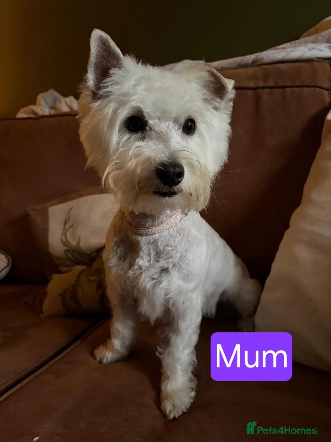 West Highland Terrier dogs for sale: 4 Gorgeous Westie puppies for sale  - Advert 2