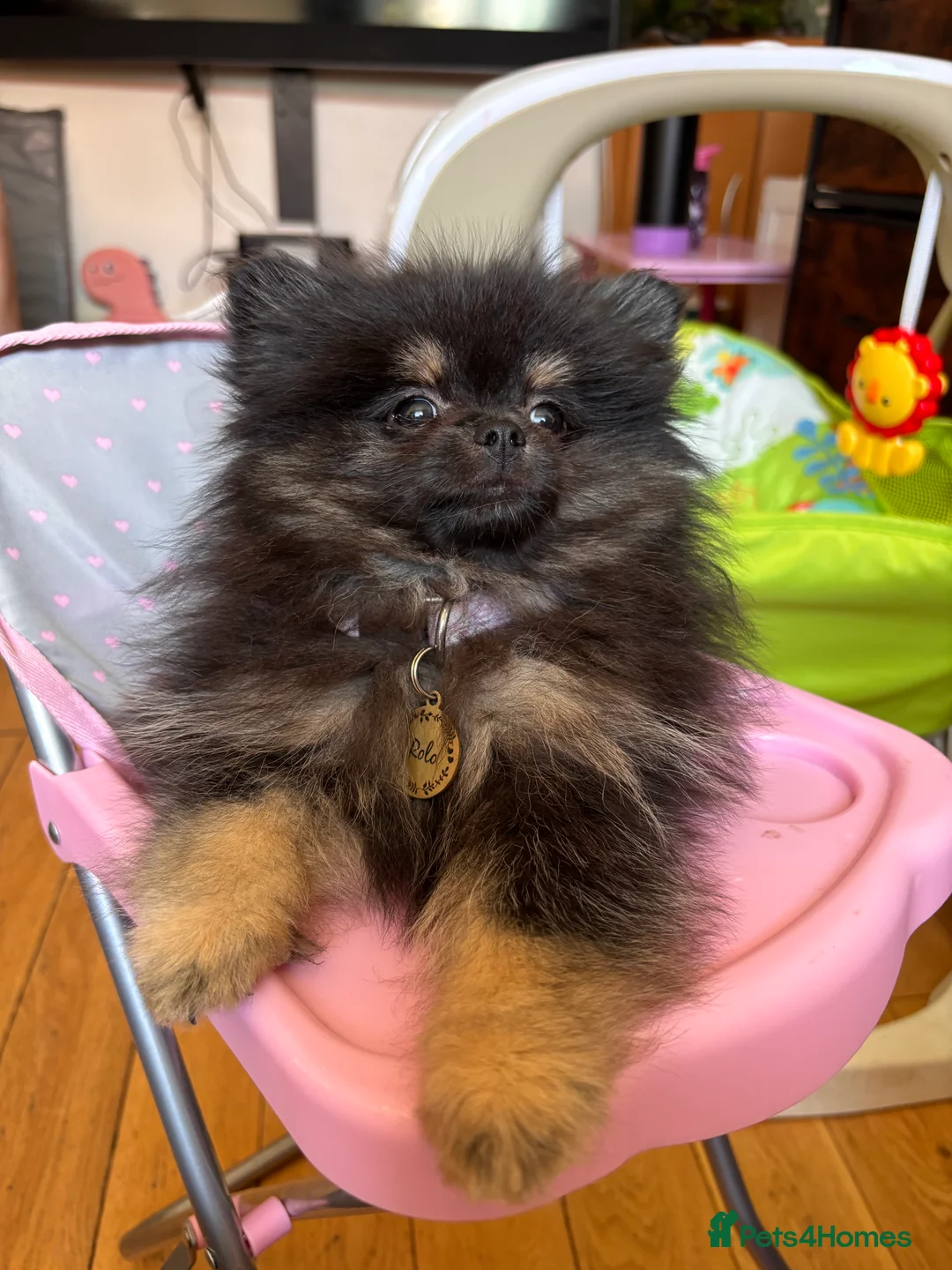 Pomeranian dogs for sale: Pomeranian Female - Advert 1