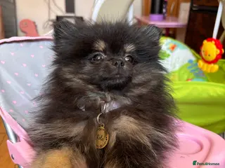 Pomeranian dogs Pomeranian Female - Advert 1