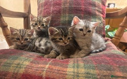 Mixed Breed cats for sale: 4 Persian chinchilla mix breed kittens  - Image 23