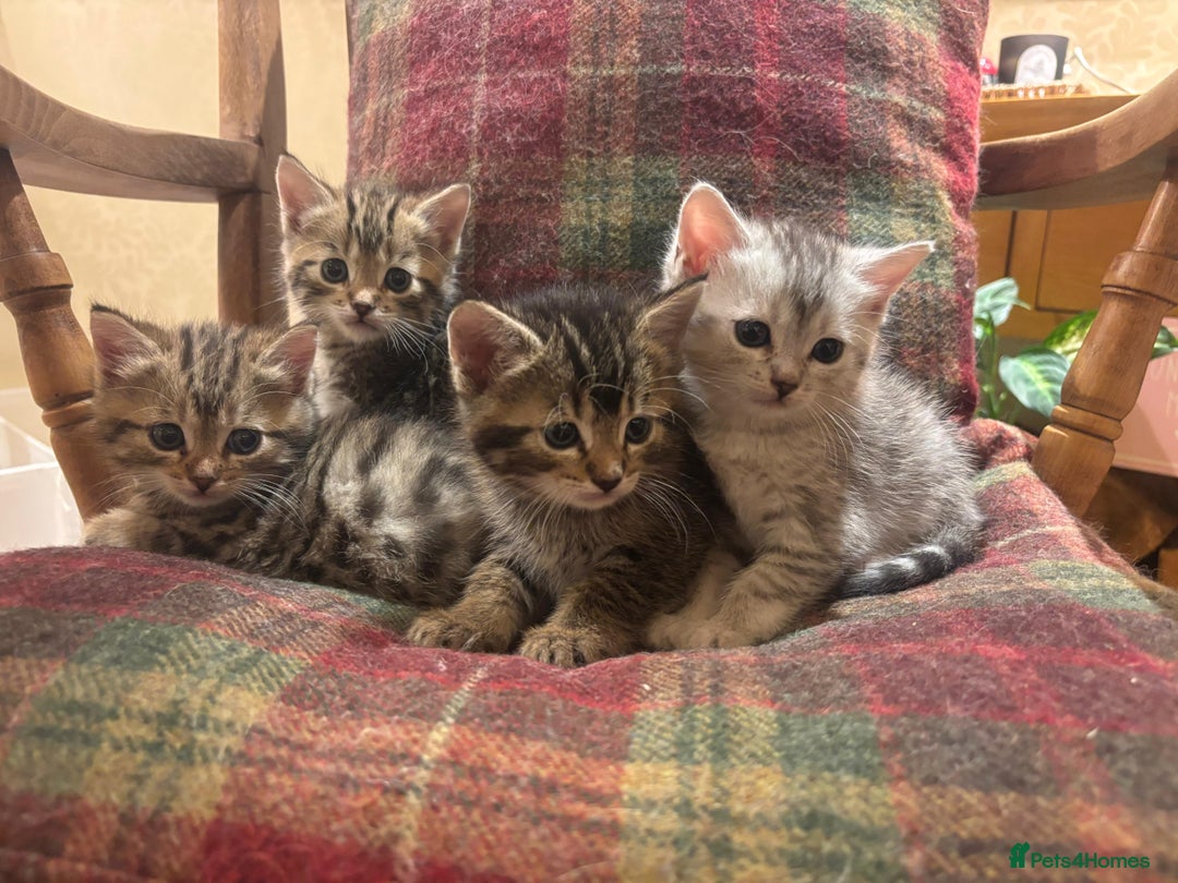 Mixed Breed cats for sale: 4 Persian chinchilla mix breed kittens  - Image 23