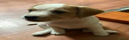 Mixed Breed dogs for sale: Border / Parson terrier mix puppies in Norwich - Advert 6