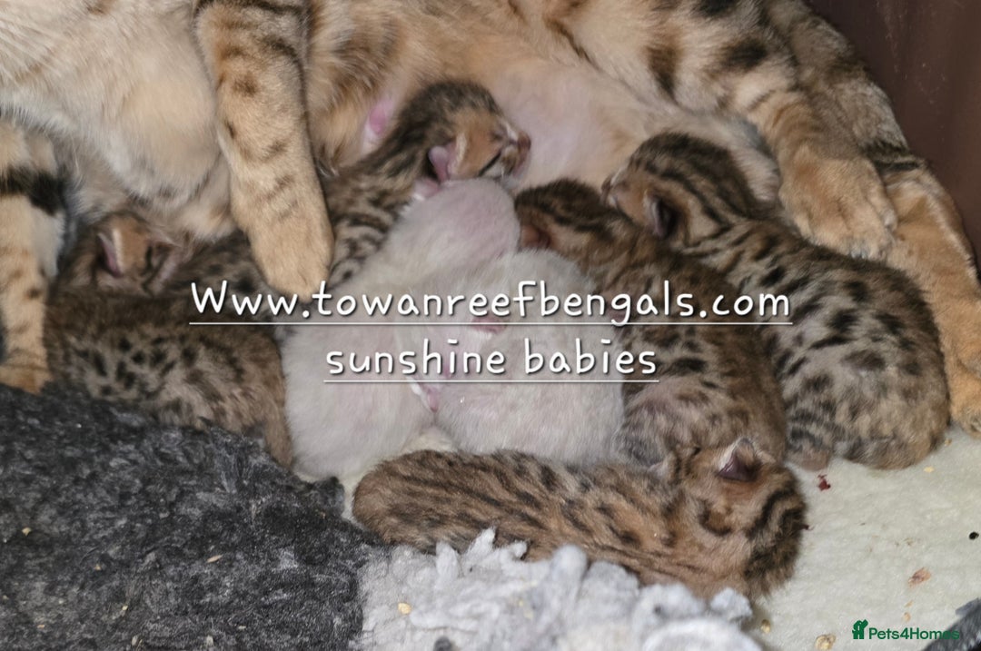 Bengal cats for sale: Tica registered bengal kittens - Advert 7
