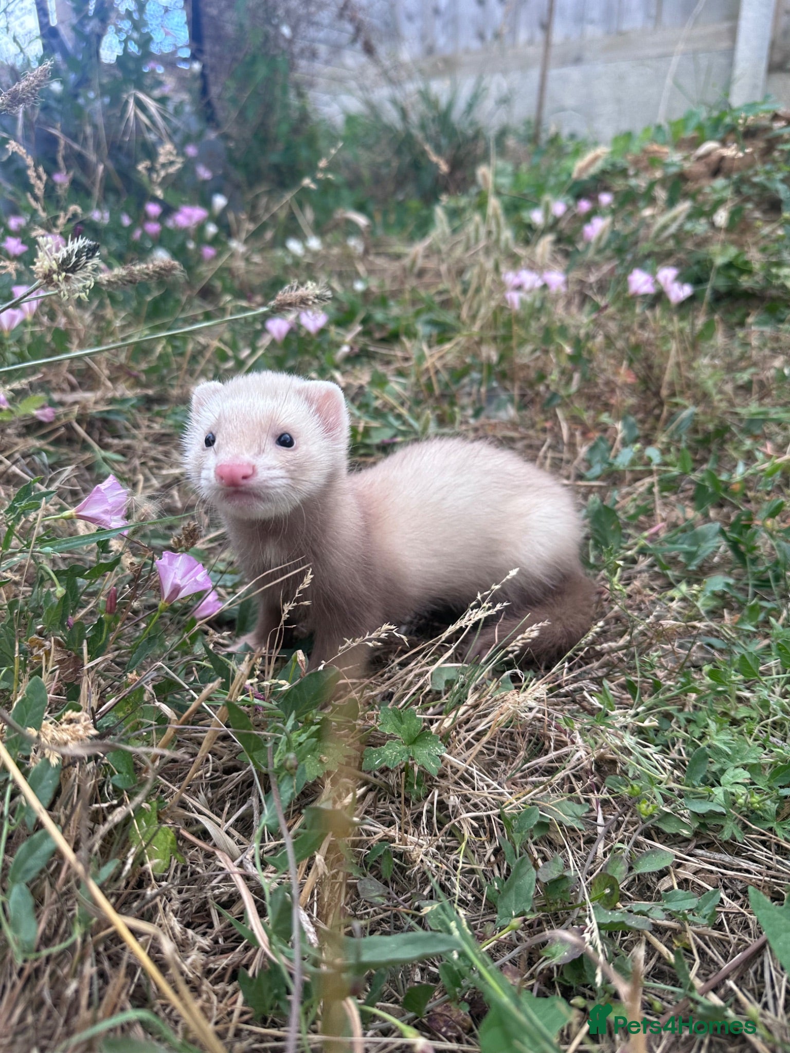 Ferret rodents Hobbs for sale - Advert 1