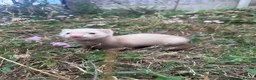 Ferret rodents for sale: Hobbs for sale - Advert 1