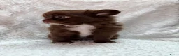 Chihuahua dogs for sale: KC puppies for sale  - Advert 5