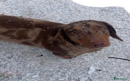 Dachshund dogs for sale: Beautiful Litter Standard Smooth Dachshunds - Advert 10