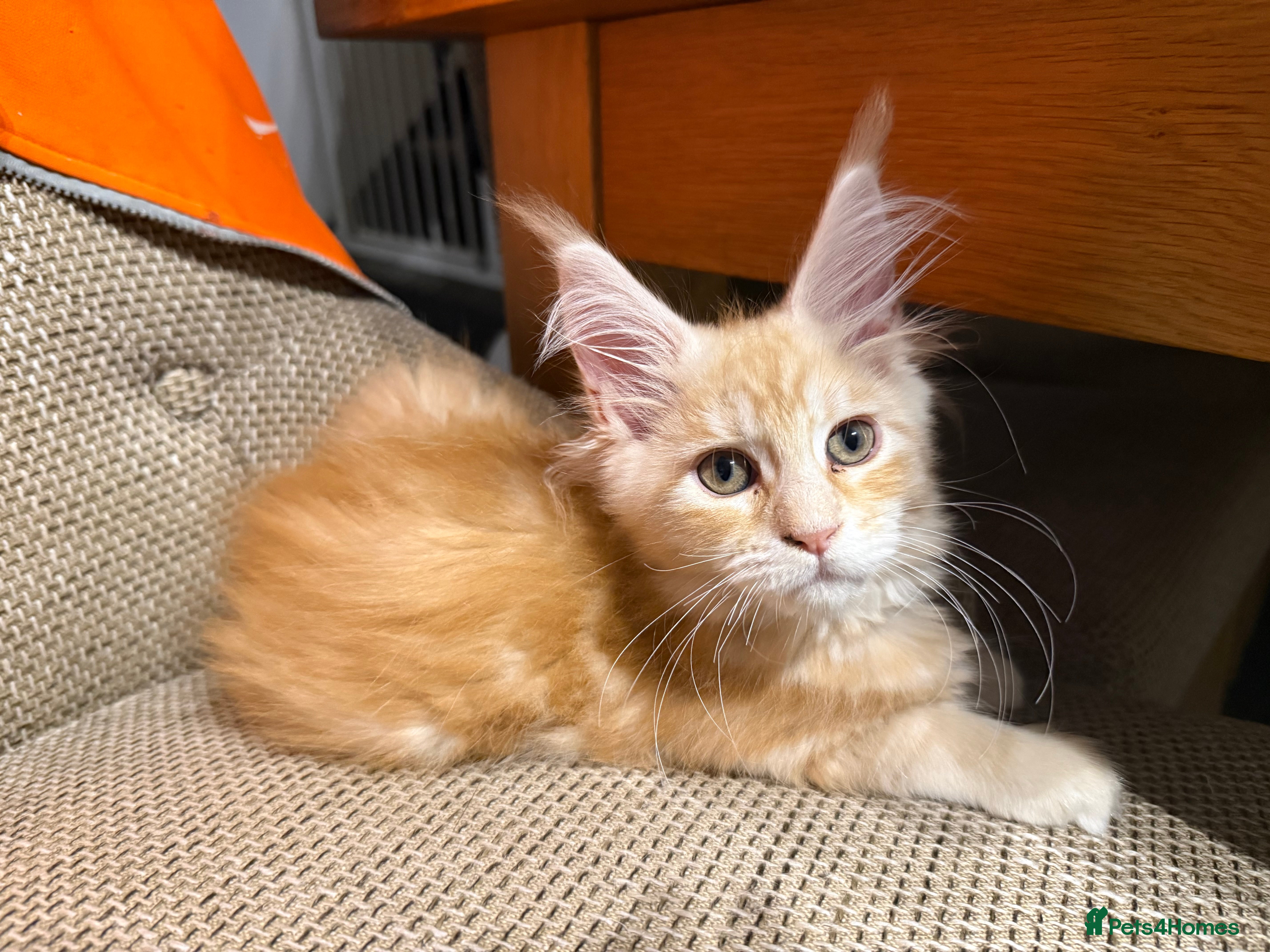 Maine Coon cats Last 2 female full Maine coon kittens  - Advert 13