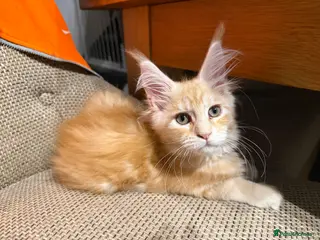 Maine Coon cats Last 2 female full Maine coon kittens - Advert 13