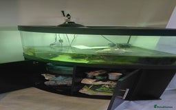 Turtle reptiles for sale: Female musk turtle and full setup - Image 2