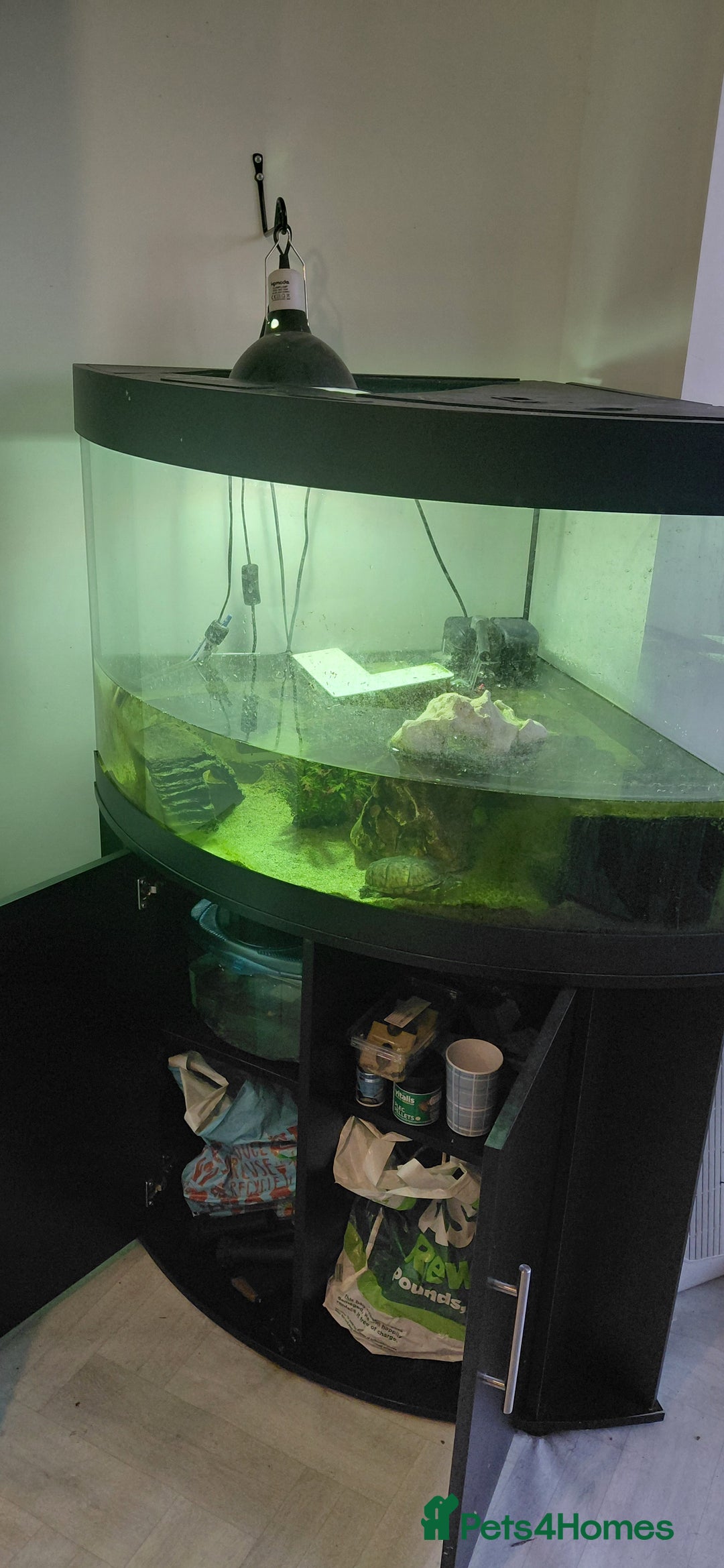 Turtle reptiles for sale: Female musk turtle and full setup - Image 2