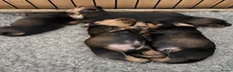 Dachshund dogs for sale: Standard Wired Haired Daschund/ Teckle  - Advert 7