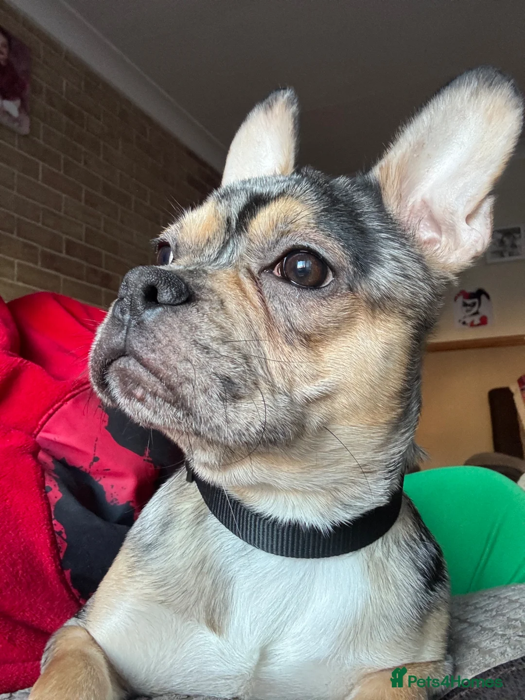 French Bulldog dogs for sale: Male French Bulldog  - Advert 11