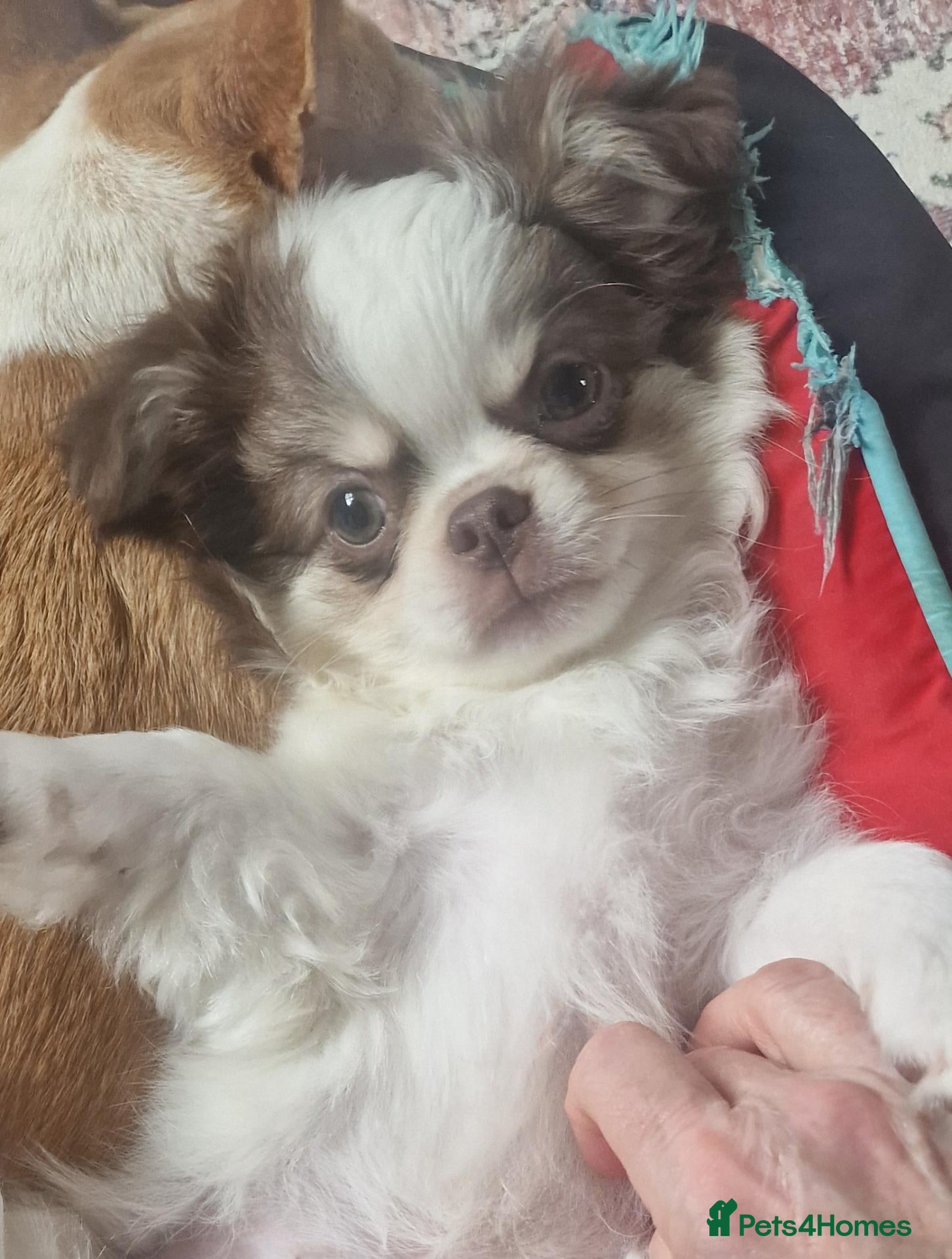 Chihuahua dogs READY NOW KC reg CHIHUAHUA Long coat chocolate boy - Advert 1