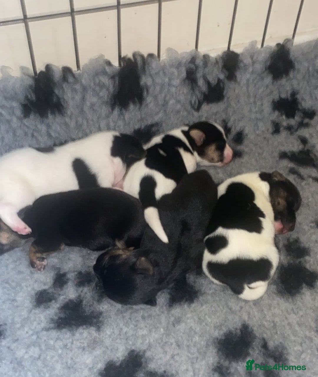 Jack Russell dogs for stud: Jack Russell for stud  - Image 7