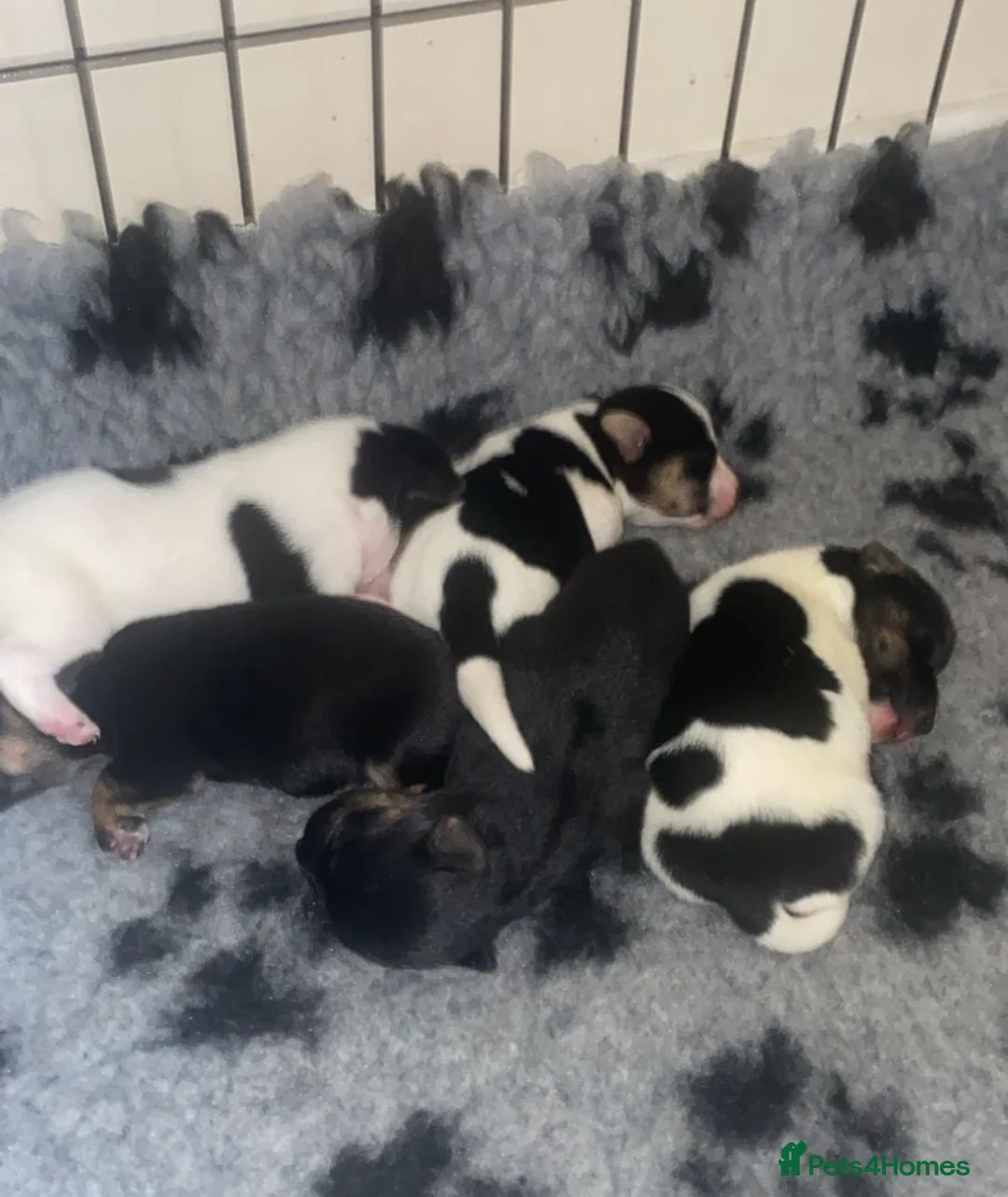 Jack Russell dogs for stud: Jack Russell for stud  - Advert 7