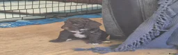 Sproodle dogs for sale: Gorgeous litter of Sproodle Pups  - Advert 8