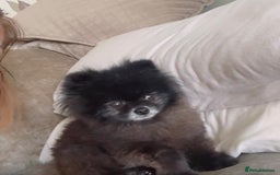 Pomeranian dogs for sale: Super tiny male Pomeranian  - Image 8