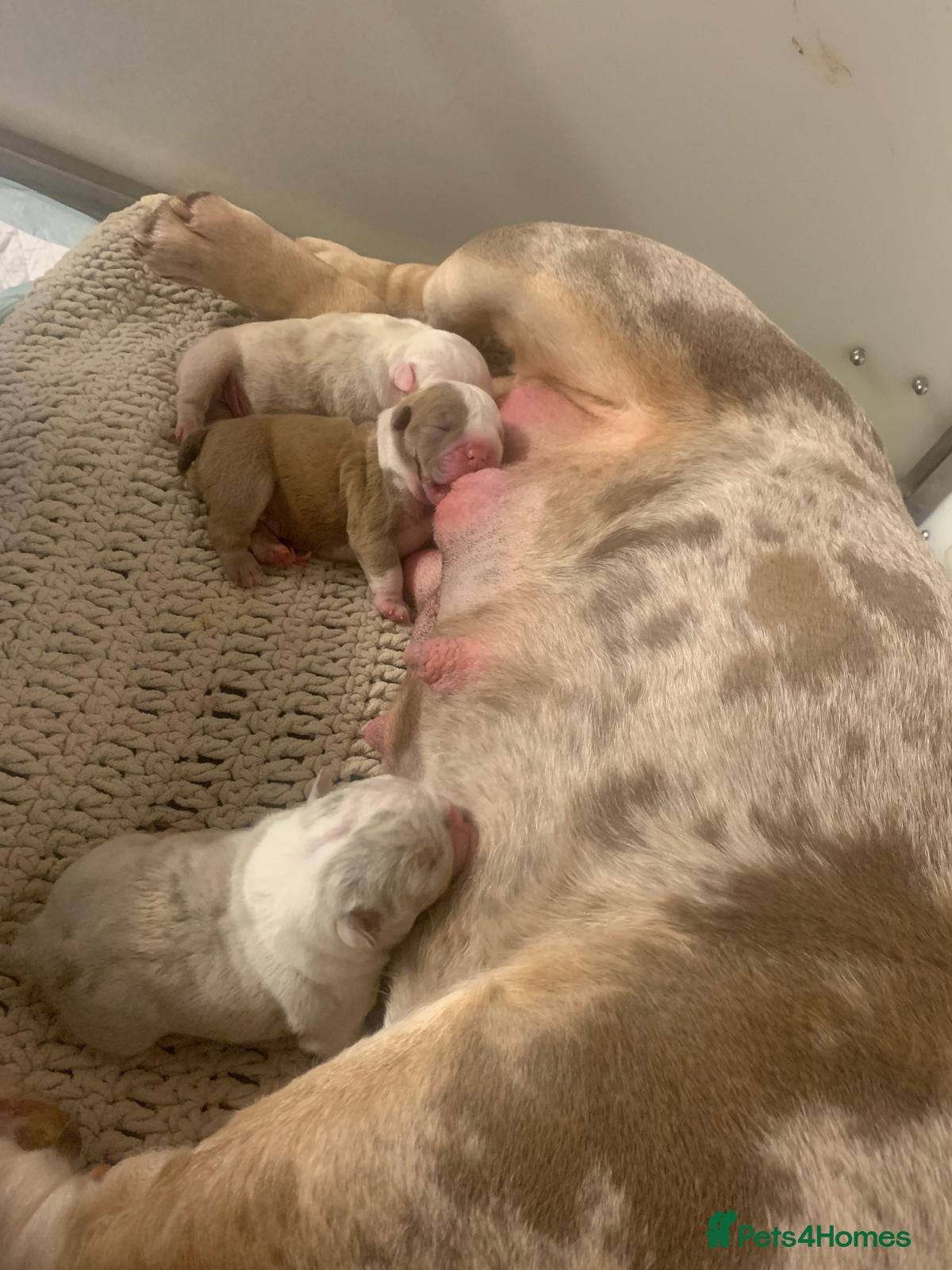 Mixed Breed dogs NEW PURE ENGLISH BULLDOG PUPPIES 🥰 - Advert 7