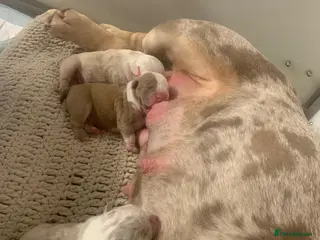 Mixed Breed dogs NEW PURE ENGLISH BULLDOG PUPPIES 🥰 - Advert 13
