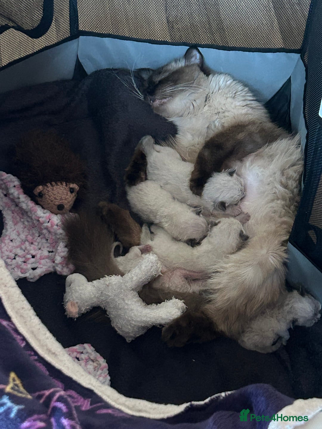 Ragdoll cats for sale: 💞 RAGDOLL Kittens Ready 13th August GrCh Blood - Image 17
