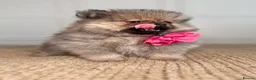 Pomeranian dogs for sale: KC Pomeranians tiny little bears 🐻 Ready Now  - Advert 7