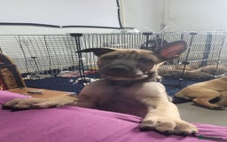 Mixed Breed dogs for sale: Belgian Malinois X Shar-pei puppies  - Advert 17