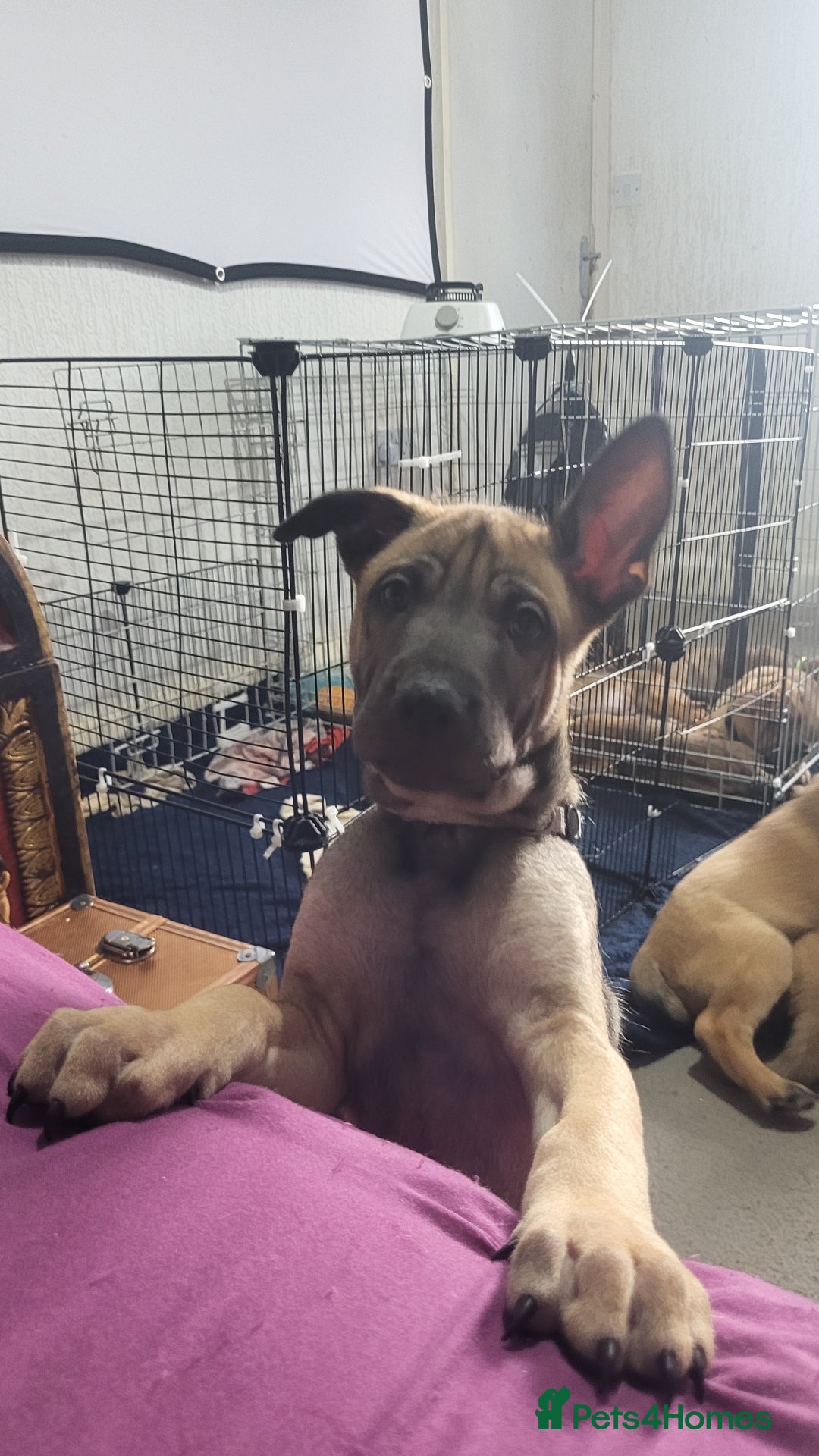 Mixed Breed dogs for sale: Belgian Malinois X Shar-pei puppies  - Advert 17