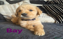 Goldador dogs for sale: Kitanas puppies  - Image 13